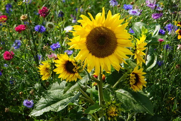 Fototapeta premium Sunflower