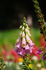 Foxglove © Paulina