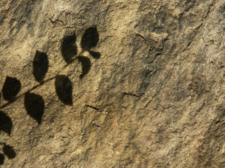shadow tree on stone background