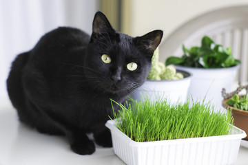 Domestic black cat eating green fresh cat grass looks forward