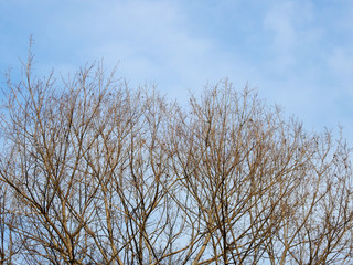 dry branch of tree with blue sky background