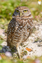 Burrowing Owl Standing Outside Its Nest