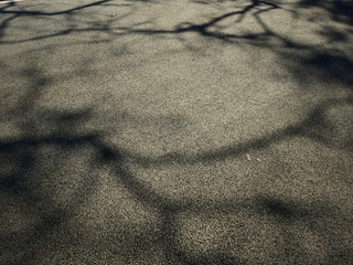 shadow of tree on asphalt road
