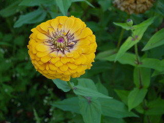 Цветок цинния желтая 