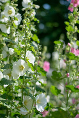 White mallow flowers close-up 6