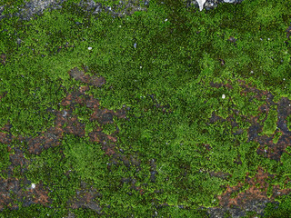 moss on brick floor texture