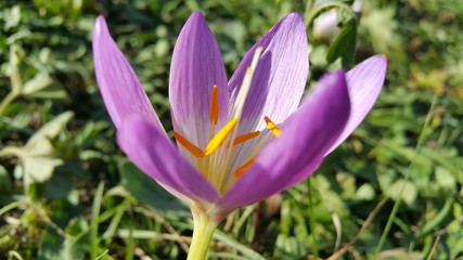 Crocus in spring