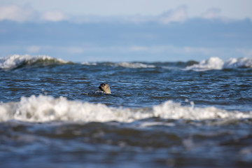 Naklejka premium grey seals, Halichoerus grypus, heads bobbing above surface of sea between two waves on a sunny October/autumn day in Scotland.