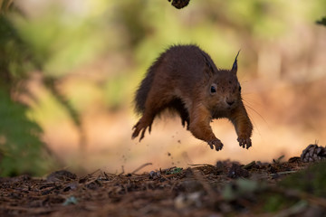 red squirrel, Sciurus vulgaris, running mid air along forest floor ground with pine cones/needles displaying running gait during autumn with orange and red colours in Scotland.
