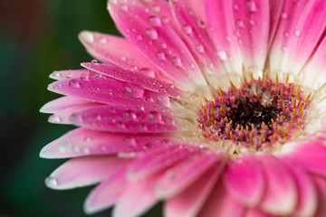 Beautiful close-up Gerbera daisy with drops, on the bokeh background.