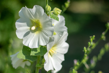 Obraz na płótnie Canvas White mallow flowers close-up 2