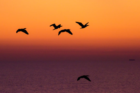 Gorup of birds flying over the sea on sunrise