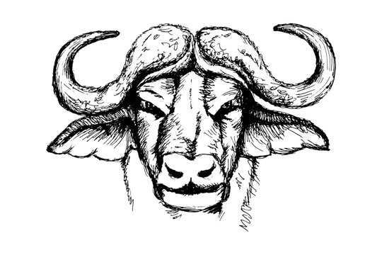 Buffalo sketch, outline portrait white isolated