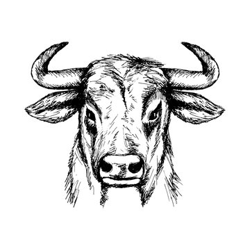 Bull sketch, outline portrait white isolated