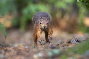 red squirrel, Sciurus vulgaris, running mid air along forest floor ground with pine cones/needles displaying running gait during autumn with orange and red colours in Scotland.