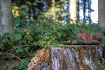 Naklejka na ściany i meble Red Squirrel, Sciurus vulgaris, sat on a tree stump covered in moss within a pine forest with background. Taken during autumn with orange and red in Scotland.