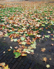 Autumn ancient graveyard with orange leaves and green grass in England