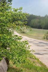Fototapeta na wymiar Hawthorn tree by the road in sunlight - Crataegus.