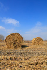 straw roll in the fields