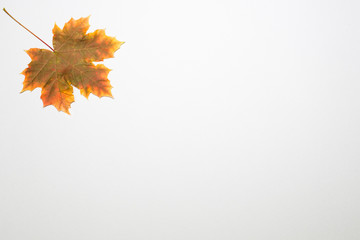 Autumn yellowed maple leaves fly around on a gray background
