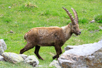 stambecco nel parco nazionale del Gran Paradiso