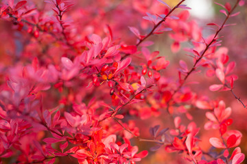 Red autumn leaves in the park on the bush