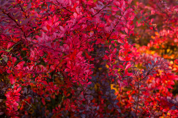 Red autumn leaves in the park on the bush