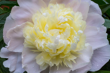 Peony flower gently white-yellow-pink