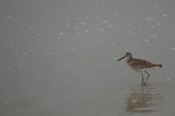 Bird on the beach