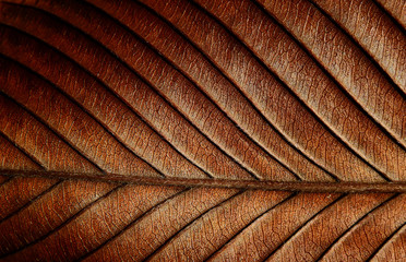 dry autumn brown leaf texture