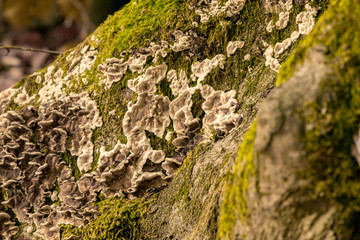 parasite Mushroom on the tree