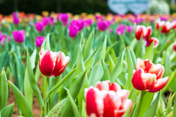 Colorful red tulip winter flower