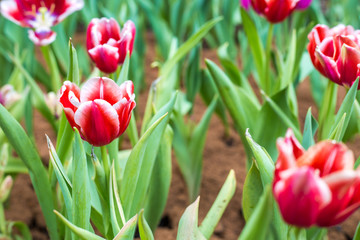 Colorful red tulip winter flower