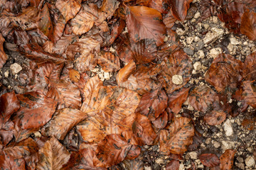 Old autumn leaves lie on the floor with stones