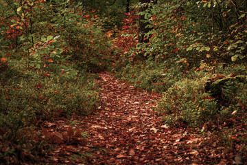 Naklejka premium red floor 