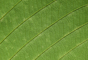 Fototapeta na wymiar green leaves texture