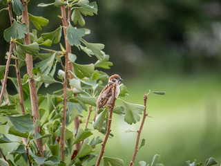 passer montanus sparrow in a ginkgo tree 1