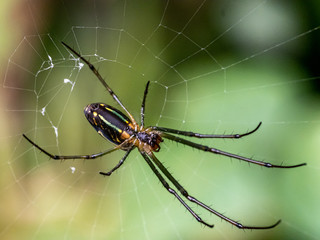 Tetragnathidae long-jawed orb weaver spider in a web 1