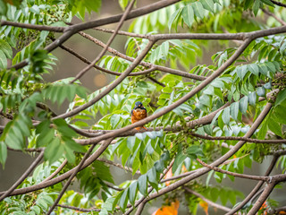 common kingfisher Alcedo atthis in green foliage 1