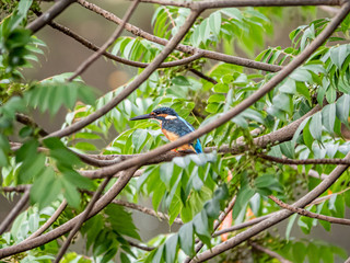 common kingfisher Alcedo atthis in green foliage 3