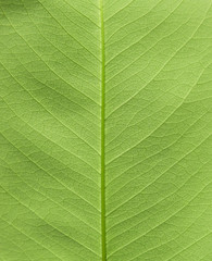 green leaf texture ( Golden shower, Indian laburnum, Pudding-pine tree, Purging Cassia