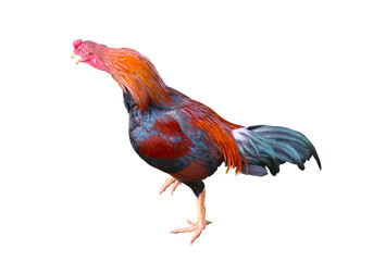 Rooster isolated on a white background    
