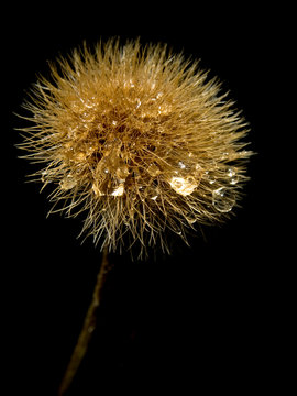 thistle on a black background