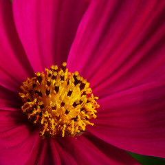 closeup yellow pollen of pink cosmos flower