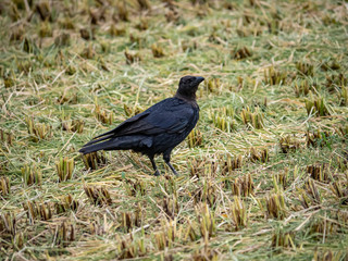 large billed crow in a cut rice field