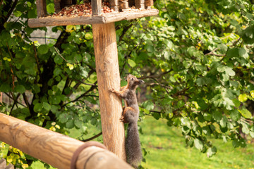 A squirrel hangs from a birdhouse