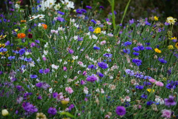 Flower meadow, flower garden, annuals