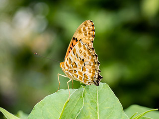 Fototapeta na wymiar Argynnis hyperbius Indian fritillary butterfly on a leaf wings closed