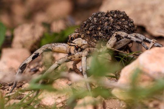 mother wolf spider (Lycosa hispanica) with babies 