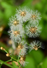closeup flower of red tasselflower (Emilia sonchifolia)